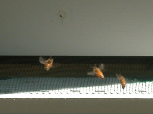 all good bees go home