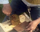 package of bees being emptied into hive